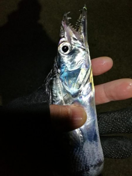 南港釣行 （11/27 南港タチウオ釣り …