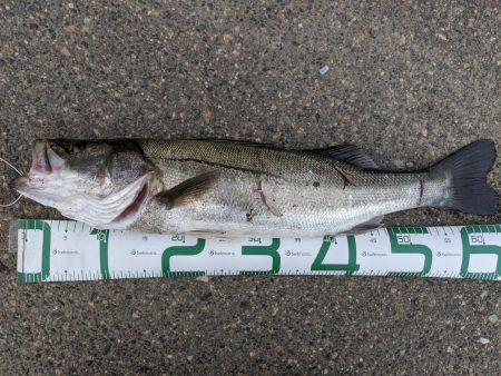 朝マズメ　3投目でシーバス！