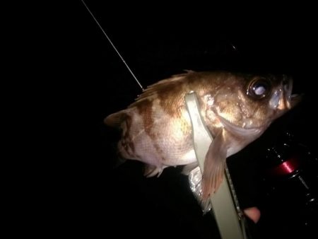 メバリング　newロッド鱗付け