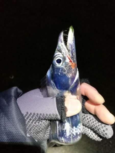 南港釣行 （11/29 南港タチウオ釣り …