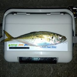 今年最後のアジング？