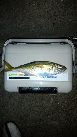 今年最後のアジング？