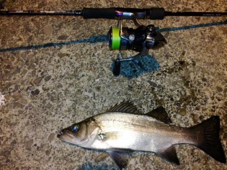 サイズはそれほど