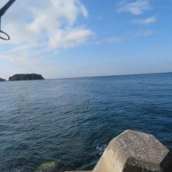 諦めた頃に青物が・・・