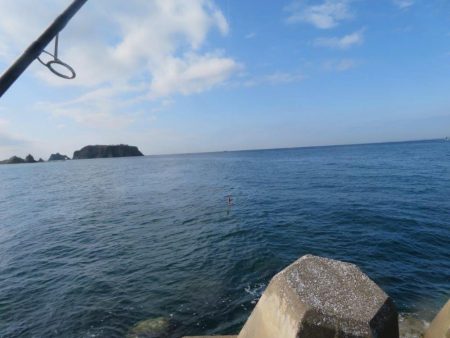 諦めた頃に青物が・・・