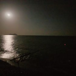 アオリイカ2019秋～②