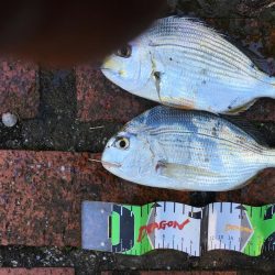 アイゴ2匹（最大42㎝）、メッキ2匹（25㎝）、ヘダイ2匹（25㎝）、チャリコ1匹（20㎝）、コアジ