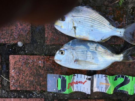 アイゴ2匹（最大42㎝）、メッキ2匹（25㎝）、ヘダイ2匹（25㎝）、チャリコ1匹（20㎝）、コアジ