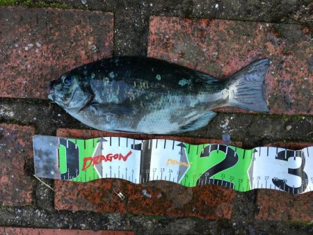 グレ27㎝、オキフエダイ25㎝、サンバソウ…