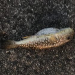 シマアジ31㎝、アイゴ28㎝