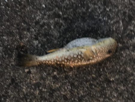 シマアジ31㎝、アイゴ28㎝