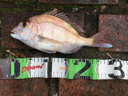 真鯛28㎝、ヘダイ23㎝×6匹ほか