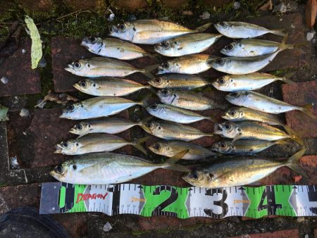 中型アジ2匹、コアジ22匹、ヘダイ、ヒイラ…