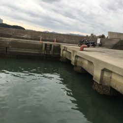 コアジ71匹、ヒイラギ30匹