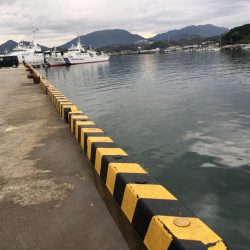 コアジ93匹、中アジ（25㎝）1匹、ガシラ1匹