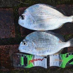 アイゴ3匹(最大40㎝)、ヘダイ2匹(最大26㎝)、グレ13匹(最大25㎝)、サンバソウ2匹、コアジ16匹