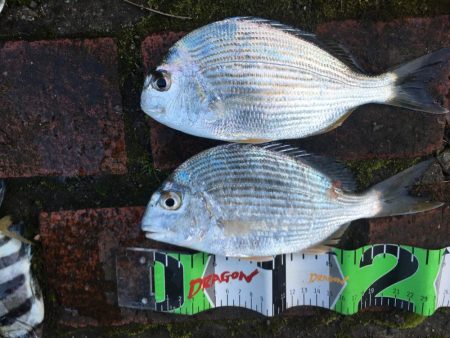 アイゴ3匹(最大40㎝)、ヘダイ2匹(最大26㎝)、グレ13匹(最大25㎝)、サンバソウ2匹、コアジ16匹