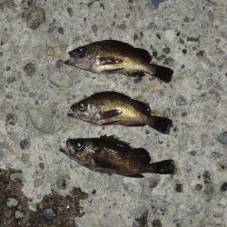 晩秋のエビ撒き釣り メバルがほとんど