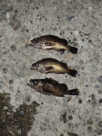 晩秋のエビ撒き釣り メバルがほとんど