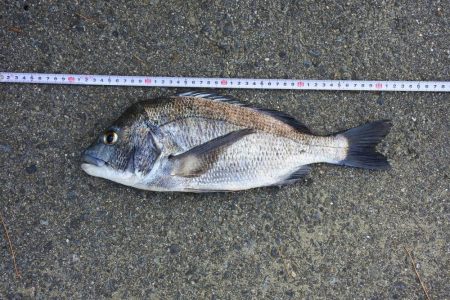 落ちギスを狙ったが、不調