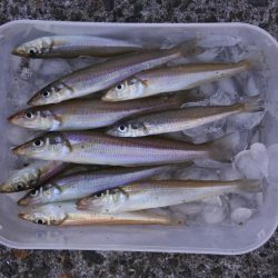 落ちギス釣り　例年に比べて不調