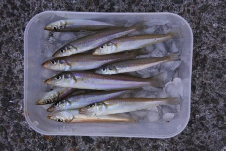 落ちギス釣り　例年に比べて不調