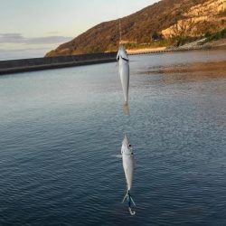 お初がダブルで来たよ