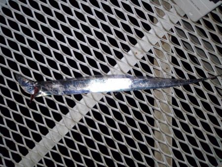 タチウオ釣行です