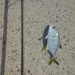 逃がした魚は大きかった