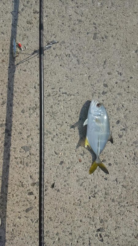 逃がした魚は大きかった