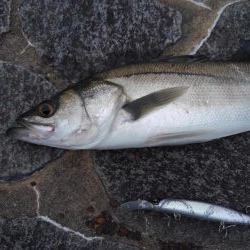 もう、終息ですか?!