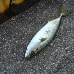 ナブラで大忙し！