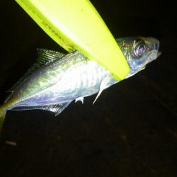 久々のライトゲーム!