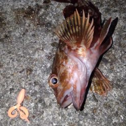 ロックフィッシュ