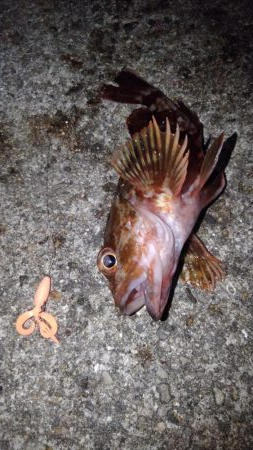 ロックフィッシュ