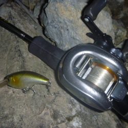 アオコがうっすら