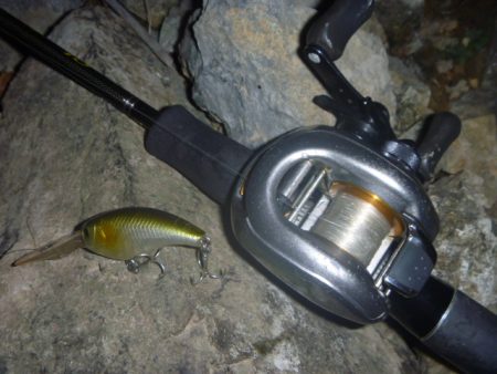 アオコがうっすら