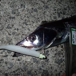 ドラゴンサイズ連日出てます！