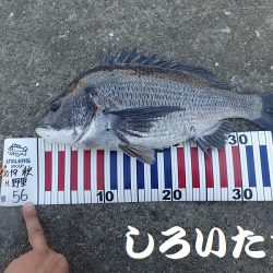 短時間で、良く釣れました。