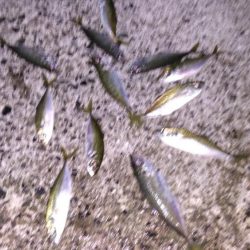 アジのちアオリ