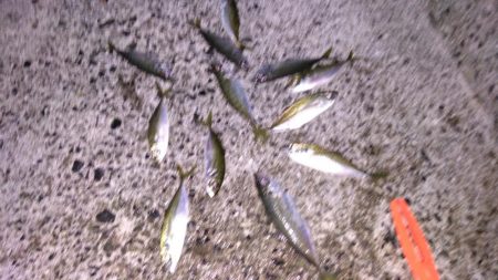 アジのちアオリ