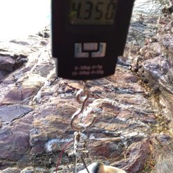 ブリと言っていいよね?