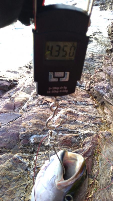 ブリと言っていいよね?