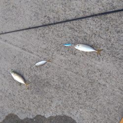 爆釣モード突入