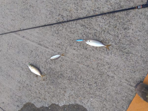 爆釣モード突入