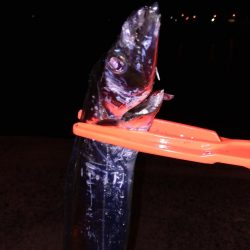 テンヤでタチウオ