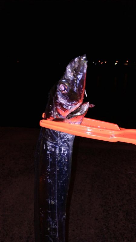 テンヤでタチウオ