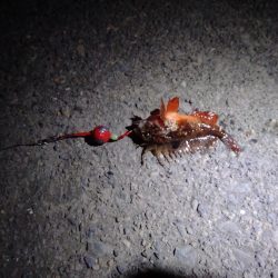 投げ釣りからのブラクリ