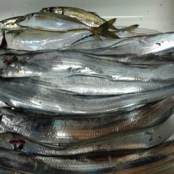 タチウオ、大サバ、大アジ