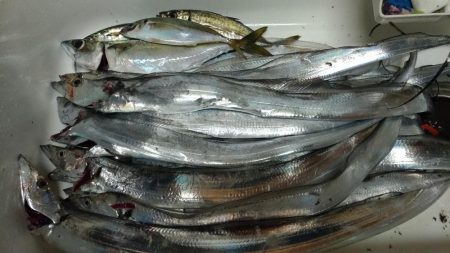 タチウオ、大サバ、大アジ